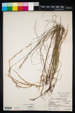 Aristida purpurascens image