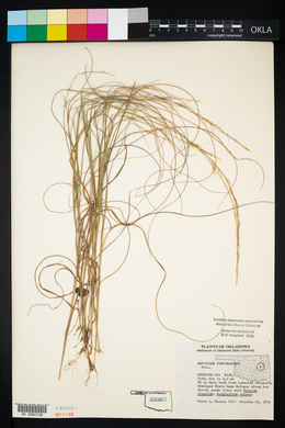 Aristida purpurascens image