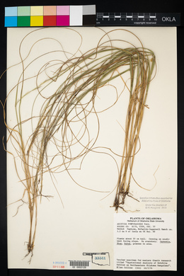 Aristida purpurascens image