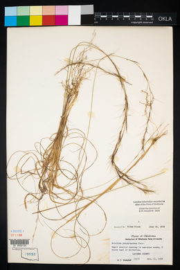 Aristida purpurascens image