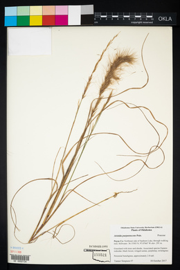 Aristida purpurascens image