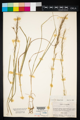 Aristida purpurascens image