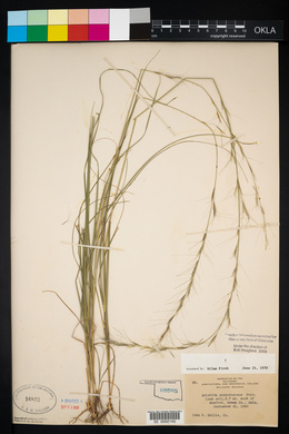 Aristida purpurascens image