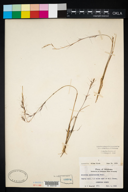 Aristida purpurascens image