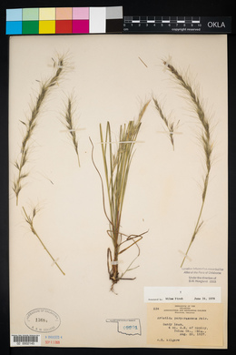 Aristida purpurascens image