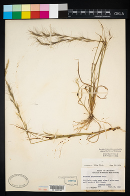 Aristida purpurascens image