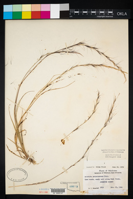 Aristida purpurascens image