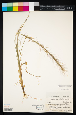 Aristida purpurascens image