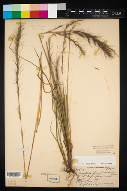 Aristida purpurascens image