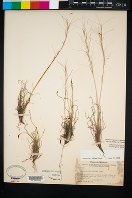 Aristida purpurea var. fendleriana image