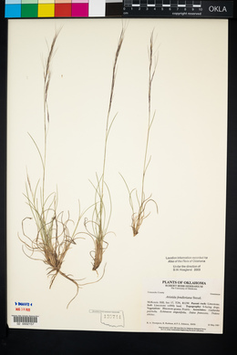 Aristida purpurea var. fendleriana image