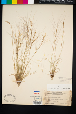 Aristida purpurea var. fendleriana image