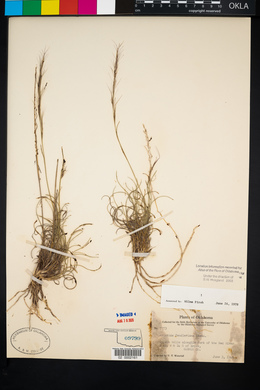 Aristida purpurea var. fendleriana image