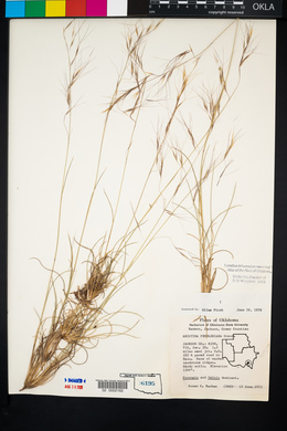 Aristida purpurea var. fendleriana image