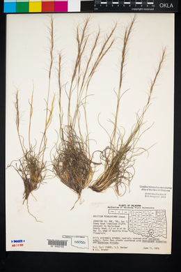 Aristida purpurea var. fendleriana image