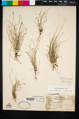 Aristida purpurea var. longiseta image