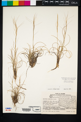 Aristida purpurea var. longiseta image