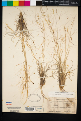 Aristida purpurea var. longiseta image