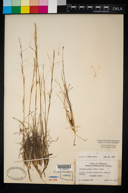 Aristida purpurea var. nealleyi image