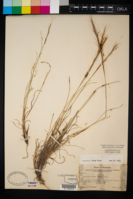 Aristida purpurea var. nealleyi image