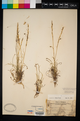 Aristida purpurea var. nealleyi image