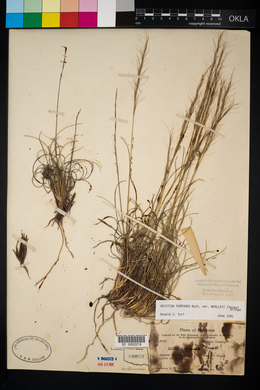 Aristida purpurea var. nealleyi image