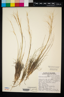 Aristida purpurea var. wrightii image