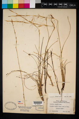 Aristida purpurea var. wrightii image