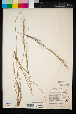 Aristida purpurea var. wrightii image