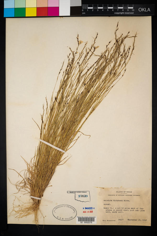 Aristida dichotoma image