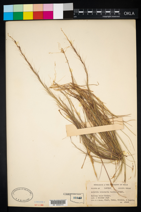 Aristida intermedia image