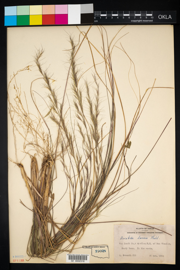 Aristida lanosa image