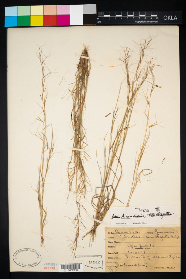 Aristida ramosissima image