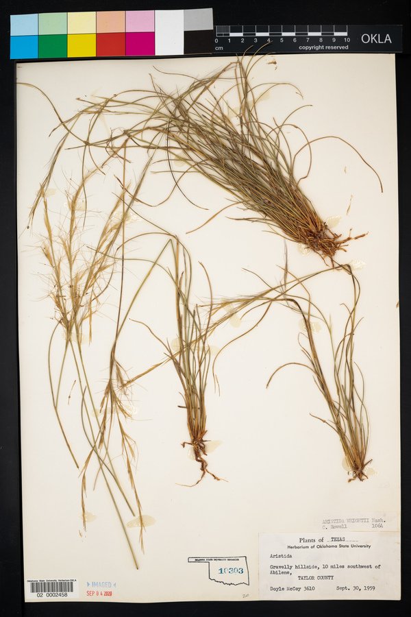 Aristida purpurea var. wrightii image