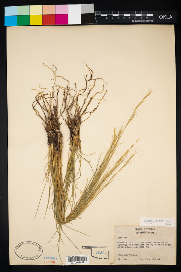 Aristida purpurea var. wrightii image