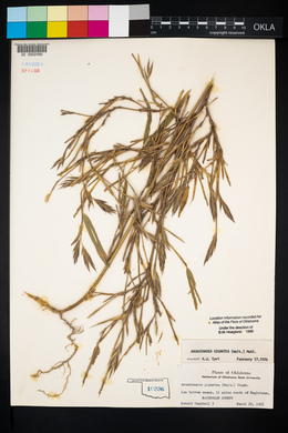 Arundinaria gigantea image