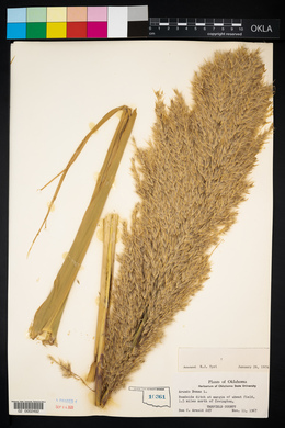 Arundo donax image