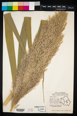 Arundo donax image