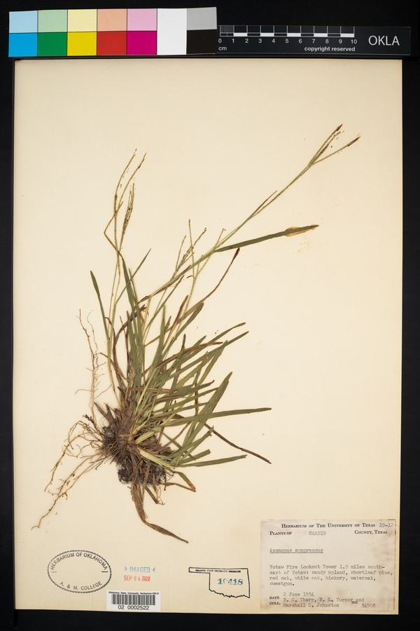 Axonopus compressus image