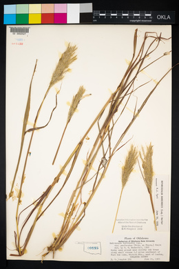 Bothriochloa barbinodis image