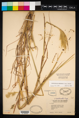 Bothriochloa barbinodis image