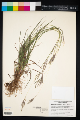 Bothriochloa ischaemum image