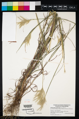 Bothriochloa barbinodis image