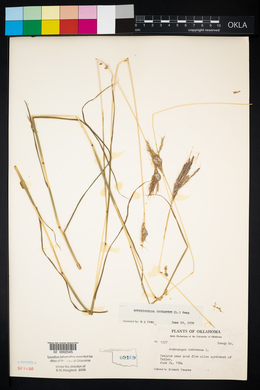 Bothriochloa ischaemum image