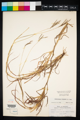 Bothriochloa ischaemum image