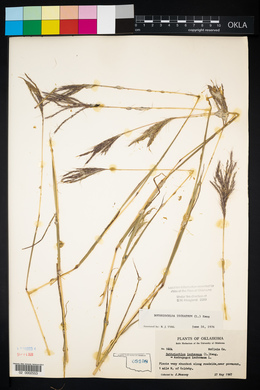 Bothriochloa ischaemum image