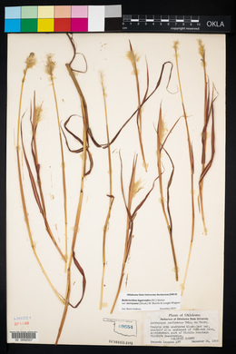 Bothriochloa laguroides image