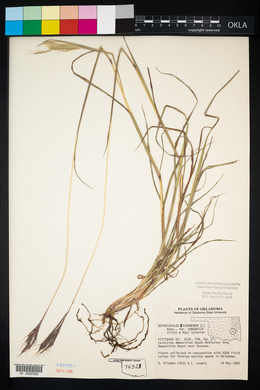 Bothriochloa ischaemum image