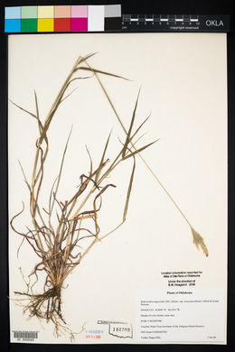 Bothriochloa laguroides image