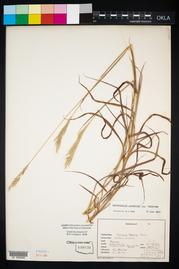 Bothriochloa laguroides image